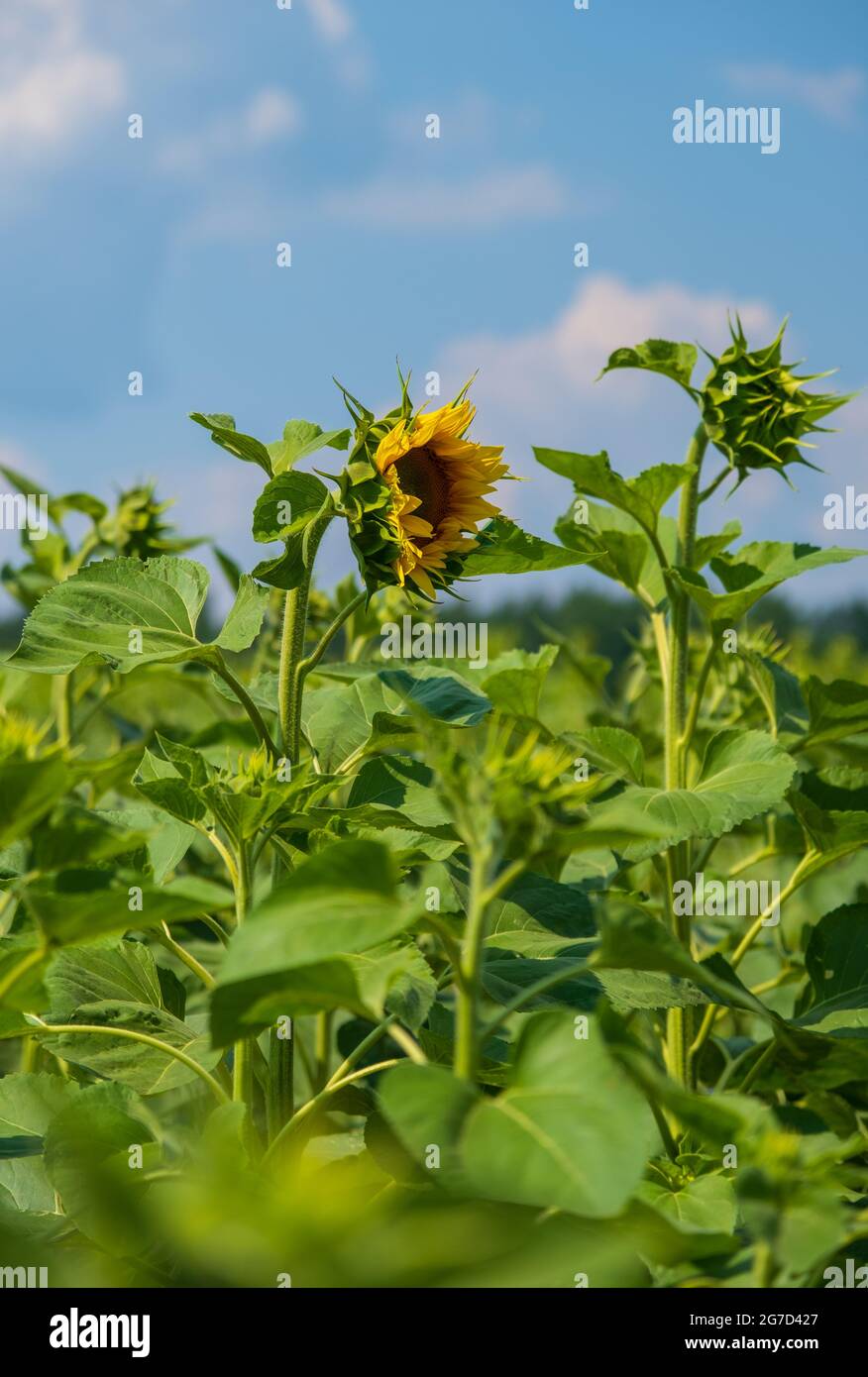 Sunflower field background beautiful hi-res stock photography and ...
