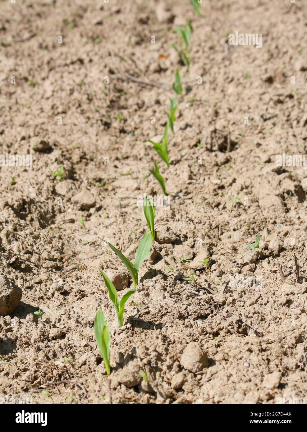 A farmer's new crop starting to grow in rows in the soil of a field