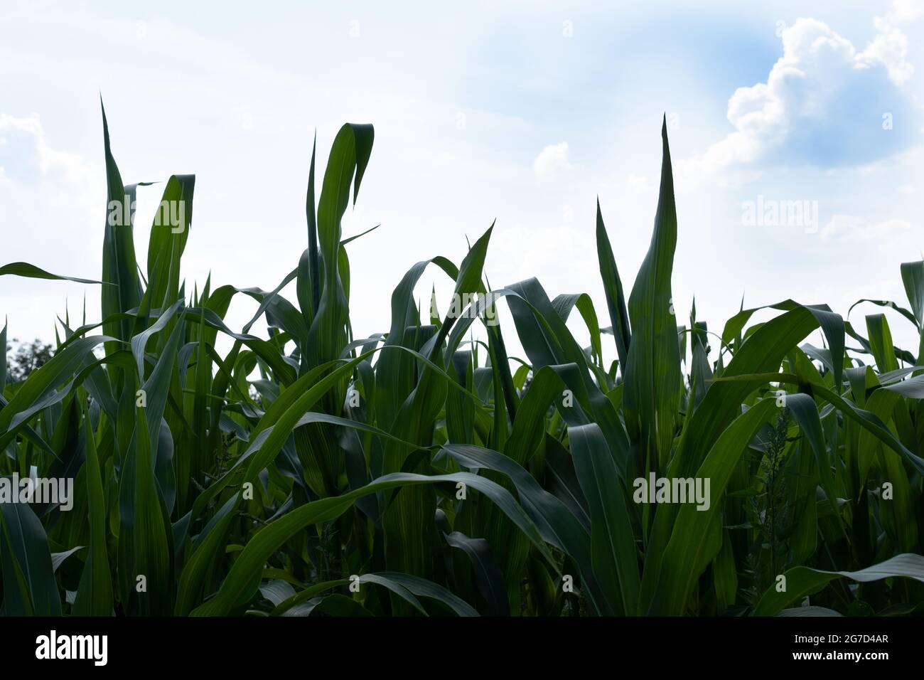 Young leaves of corn on the background of the sky Stock Photo