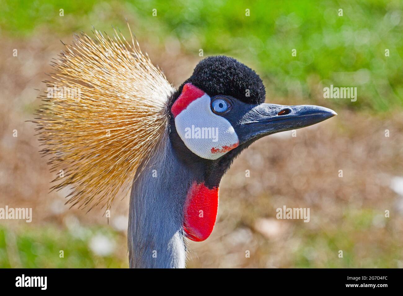 Grey-necked Crowned Crane  (Balearica regulorum gibbericeps)  from East Africa.  Listed as Vulnerable. Stock Photo
