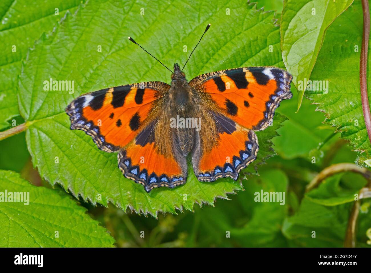 Small Tortoiseshell,  (Aglais urticae,)  warming up with wings spread. Stock Photo