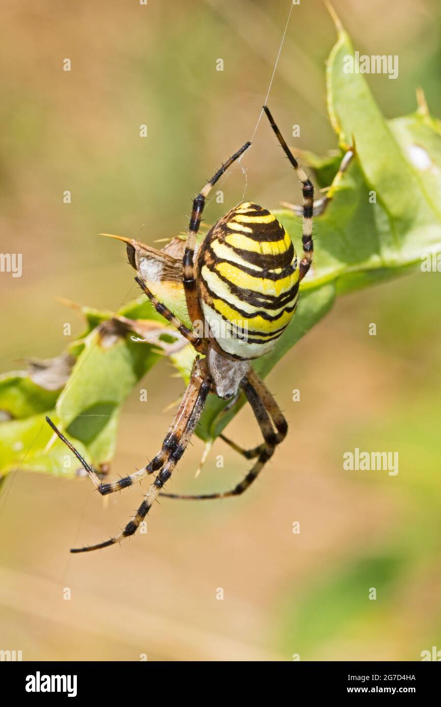 Female Wasp Spider,  ((Argiope bruennichi.) Stock Photo