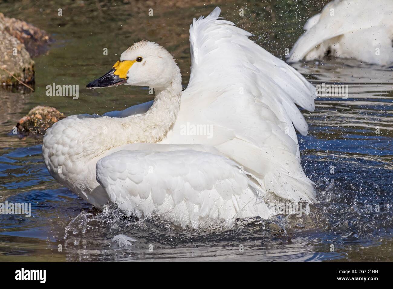 Bewick's Swan,  (Cygnus columbianus bewickii.)  One of a pair bathing. Stock Photo