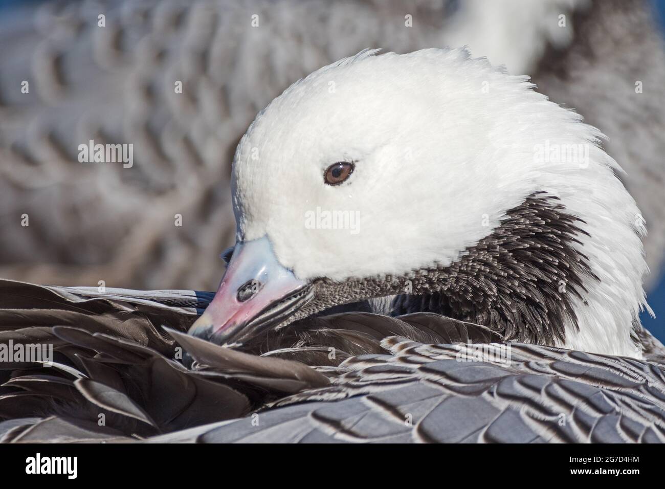 Emperor Goose,   (Chen canagica,)  from  Alaska and Siberia, preening. Stock Photo