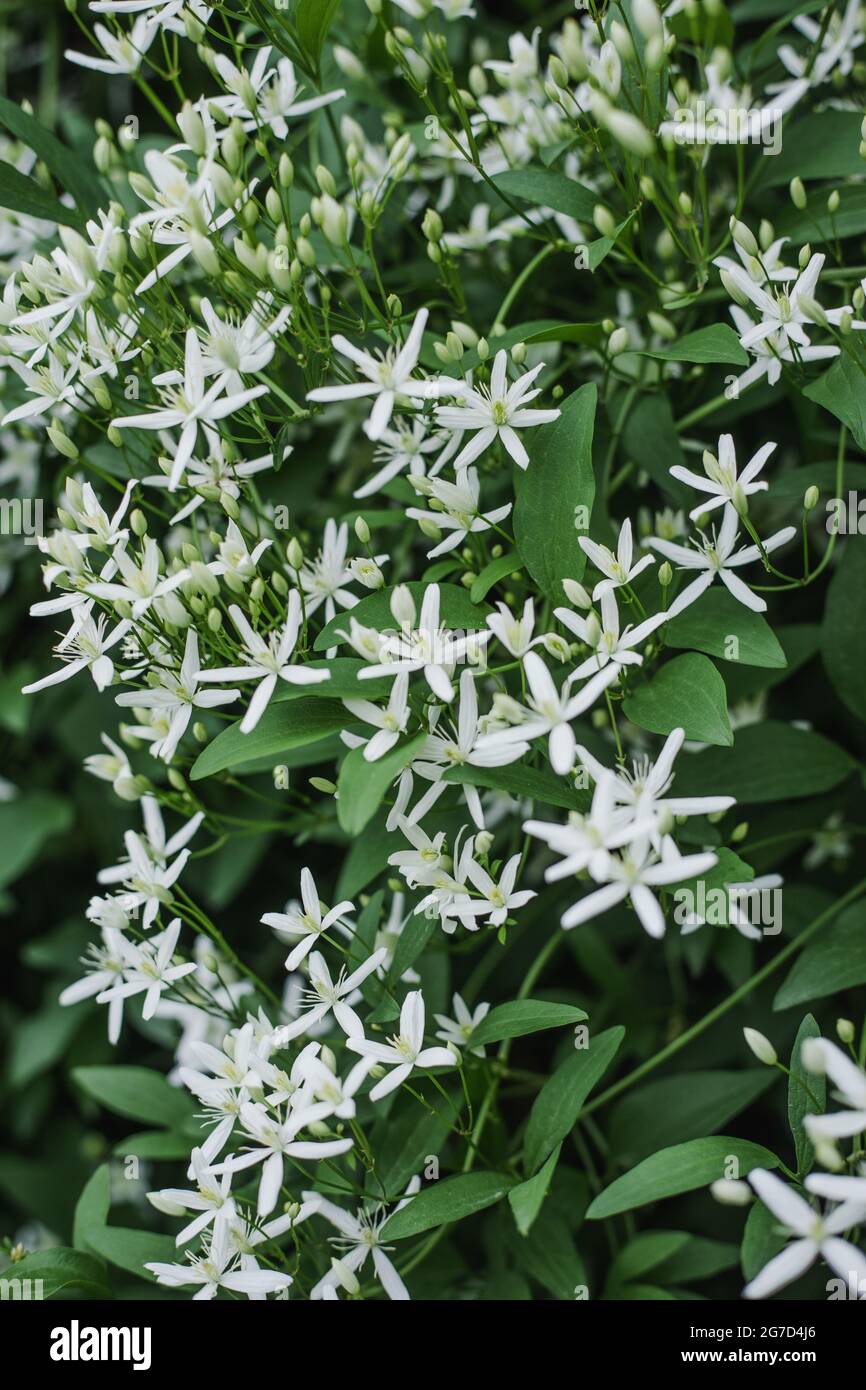 Sweet Autumn Clematis (Clematis terniflora) in full bloom with white blossoms Stock Photo