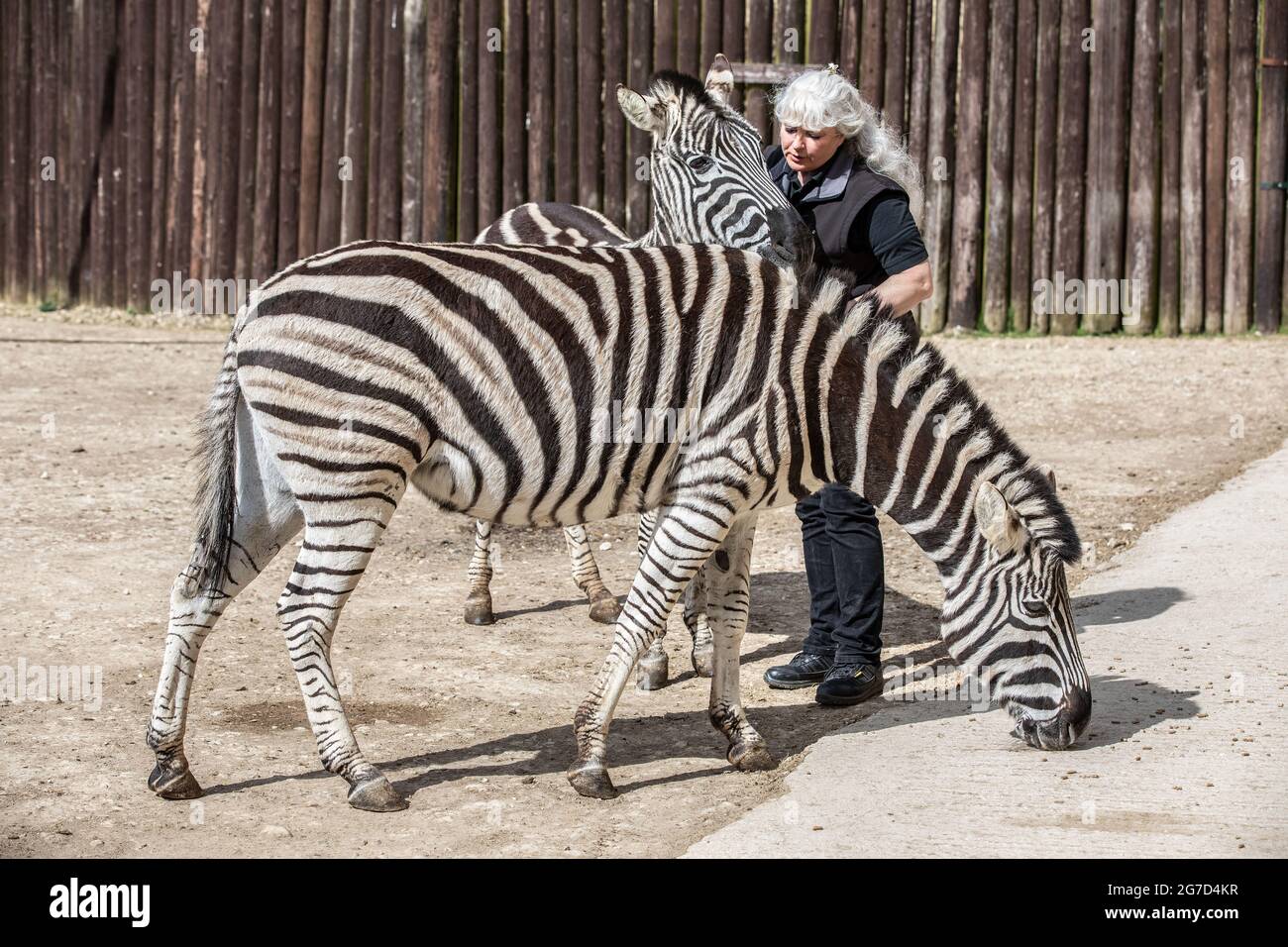 Brabrara Marquez, Head of Ungulates at 'Amazing Animals with Zebras