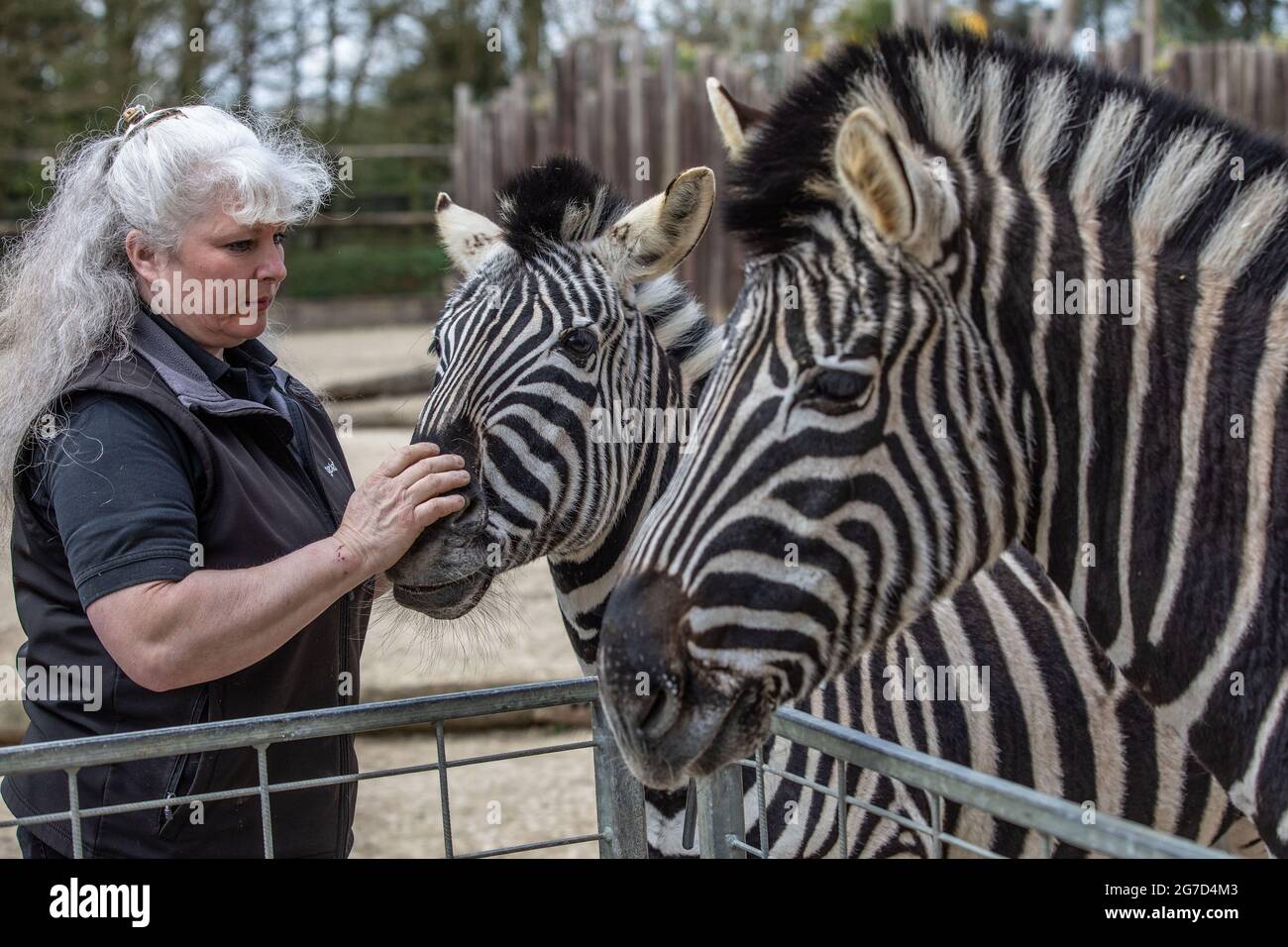 Brabrara Marquez, Head of Ungulates at  'Amazing Animals with Zebras featured in many commercials including ‘Investec’ adverts, Chipping Norton, UK Stock Photo