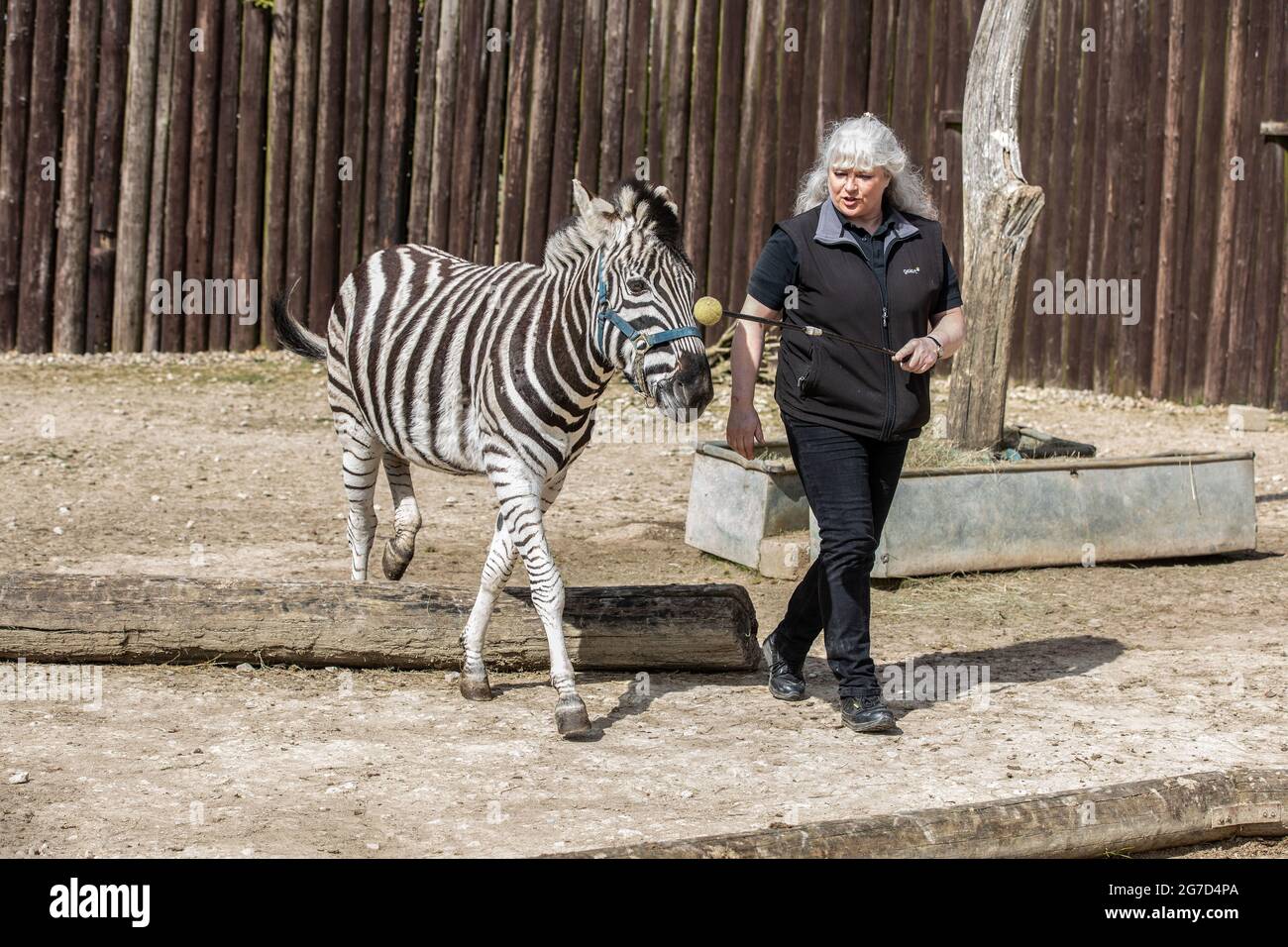 Brabrara Marquez, Head of Ungulates at  'Amazing Animals with Zebras featured in many commercials including ‘Investec’ adverts, Chipping Norton, UK Stock Photo