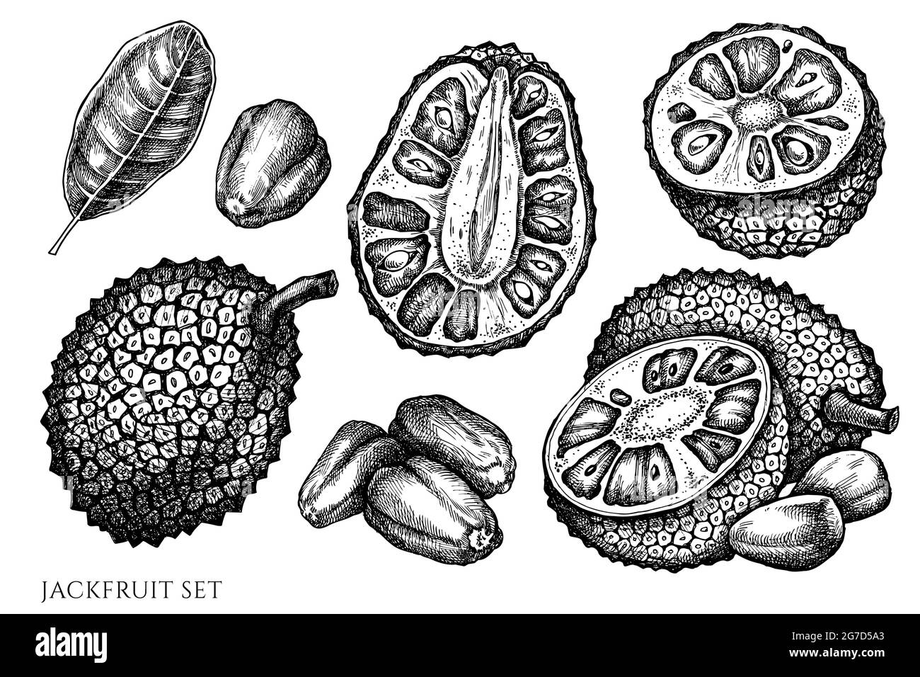The Jackfruit Also Known As Jack Tree Hand Draw Sketch Vector Stock  Vector  Illustration of fruit graphic 182406910