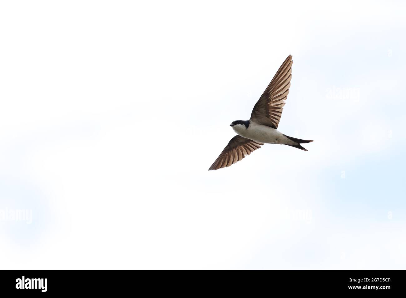 The Common House Martin  The Common House Martin, Delichon Urbicon, Hirundinidae, Aves  Picture by Antony Thompson - Thousand Word Media, NO SALES, NO Stock Photo