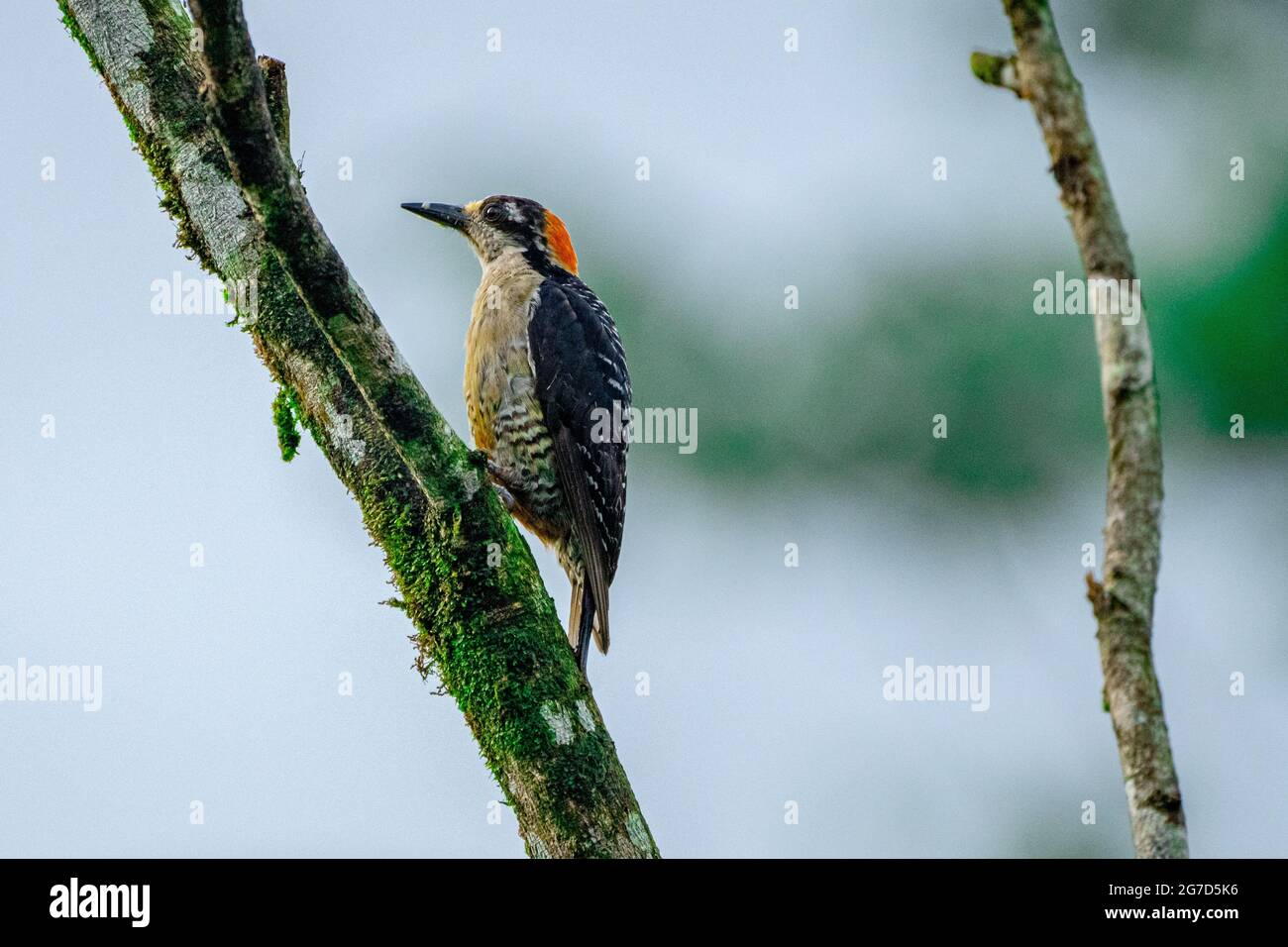 The black-cheeked woodpecker (Melanerpes pucherani) is a resident breeding bird from southeastern Mexico south to western Ecuador. This woodpecker occ Stock Photo