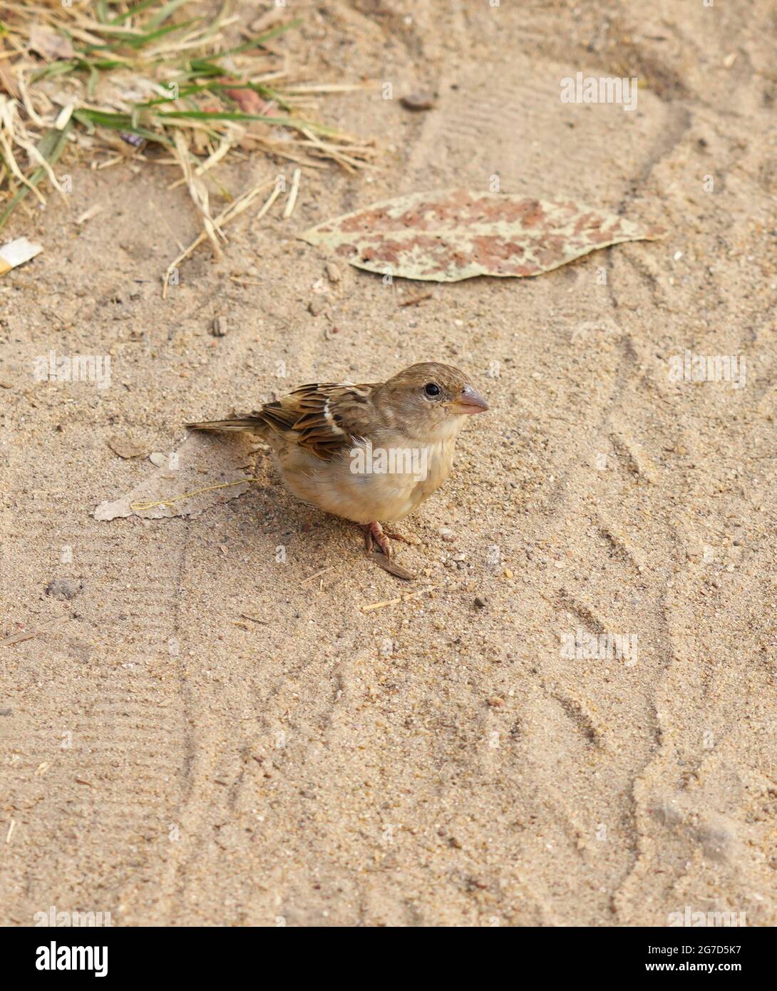 AN ISOLATED PASSER DOMESTICUS OR COMMON SPARROW  ON A SAND BED SEARCHING FOR FOOD. Stock Photo