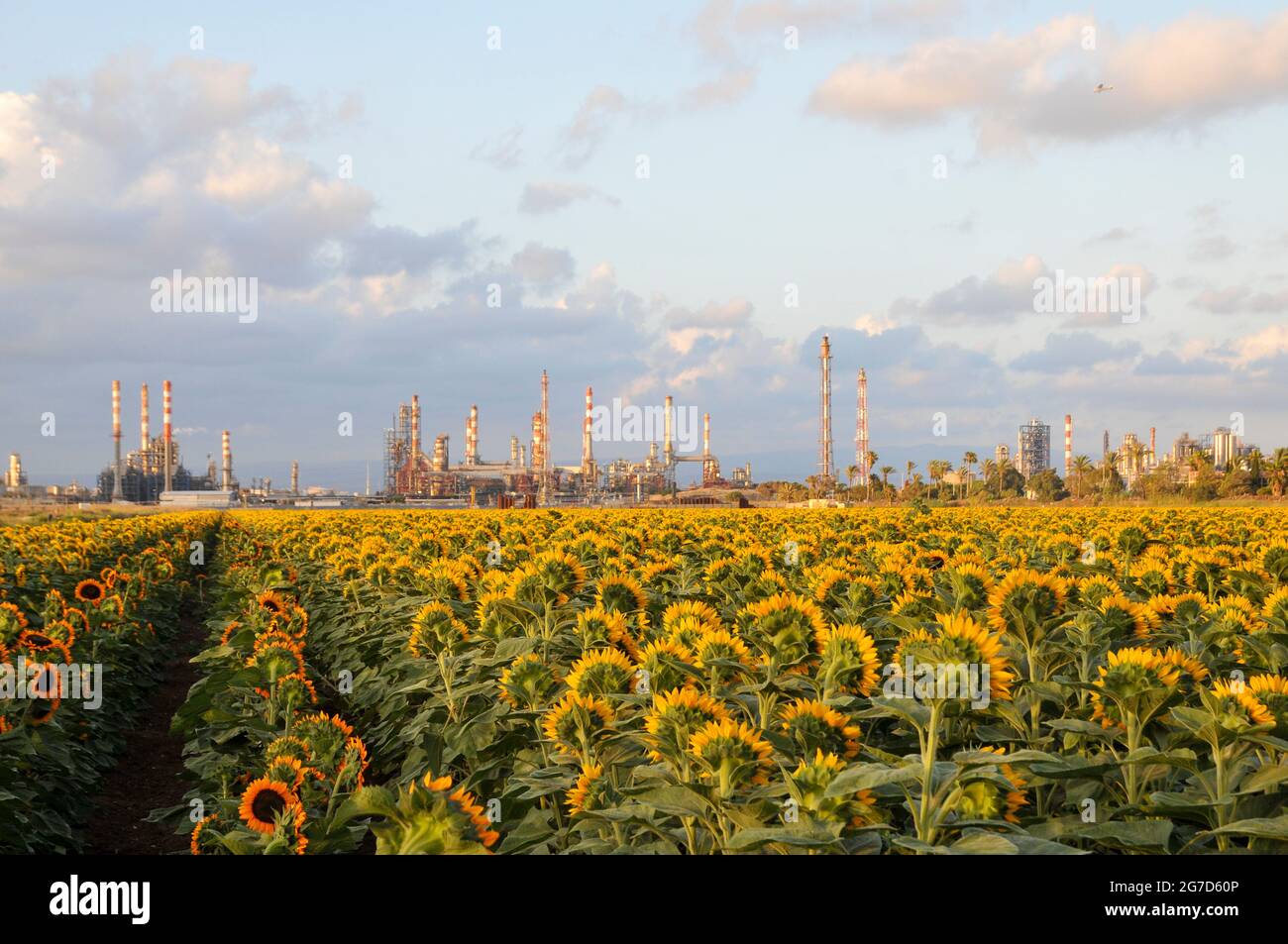 Farming and farmland in front of Ithe flues and chimneys of the Petrochemical factory Photographed in srael, Haifa bay Stock Photo