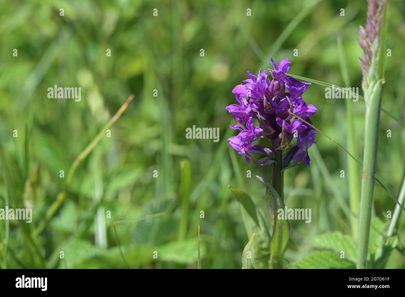 Baltic sea marsh orchid (Dactylorhiza curvifolia), rare wildflower with purple inflorescence growing in the grass of a wetland meadow near Schwerin in Stock Photo