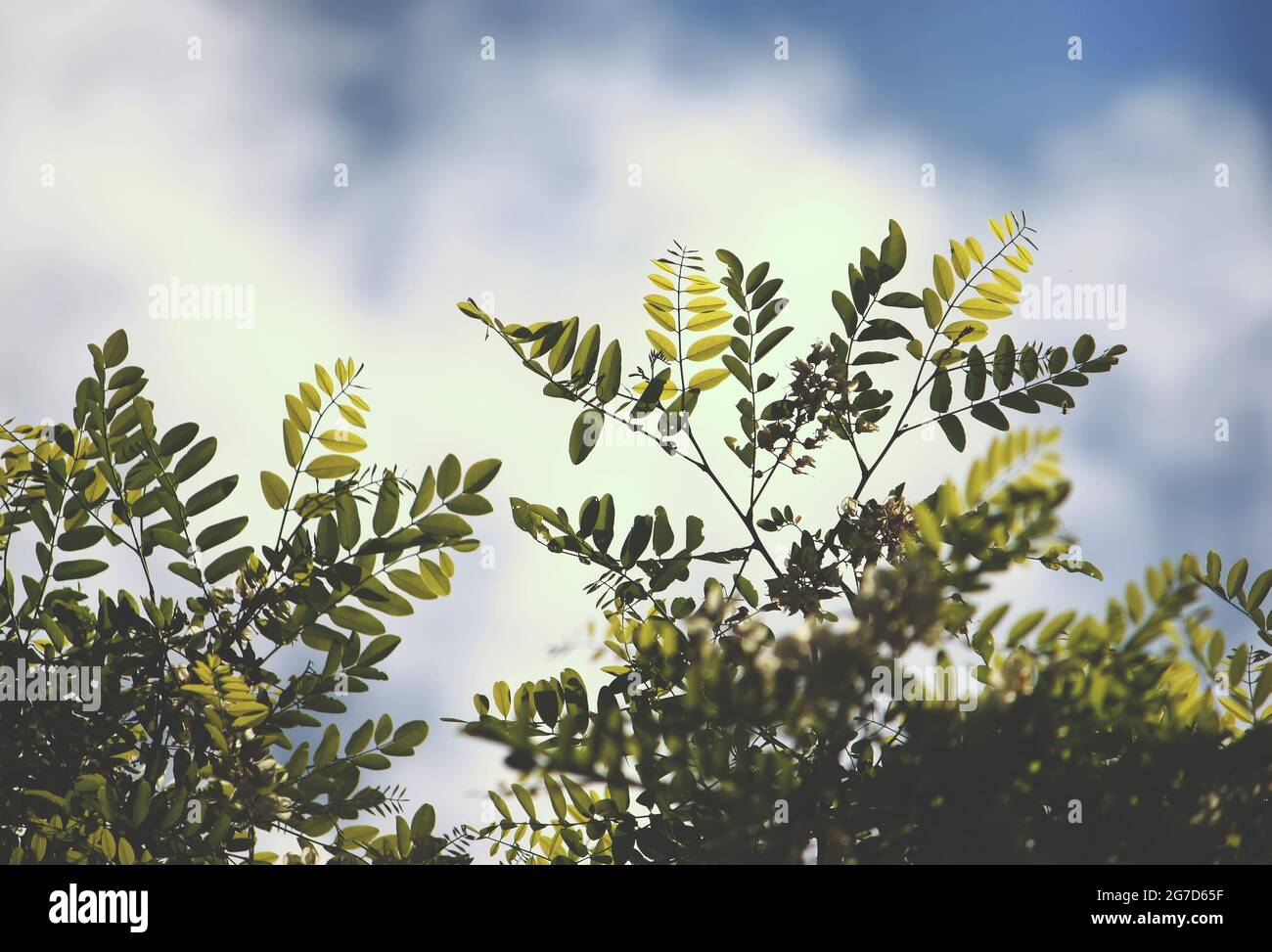 Blooming acacia tree at summer outdoors. White flowers. Stock Photo