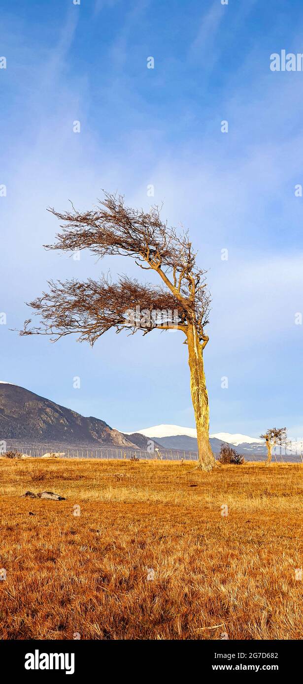 Closeup of a lonely tilted tree in the dry open area Stock Photo - Alamy