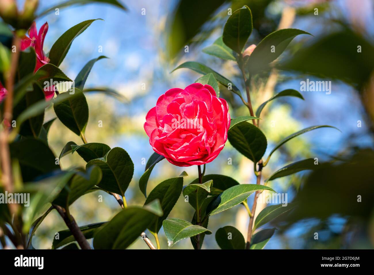 Close-up of camellia japonica red rose flower in the garden, sunny spring day. Stock Photo