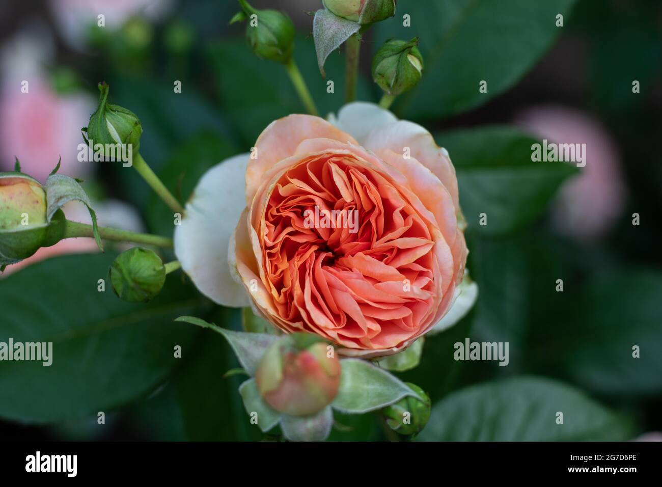 Salmon color rose hires stock photography and images Alamy