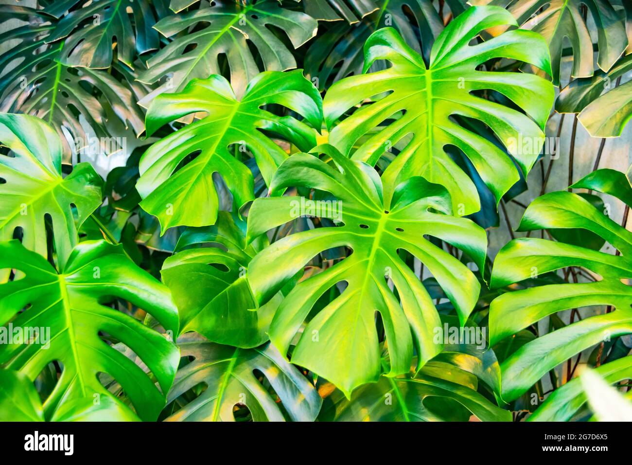 Rainforest Creepers Leaves High Resolution Stock Photography and Images ...