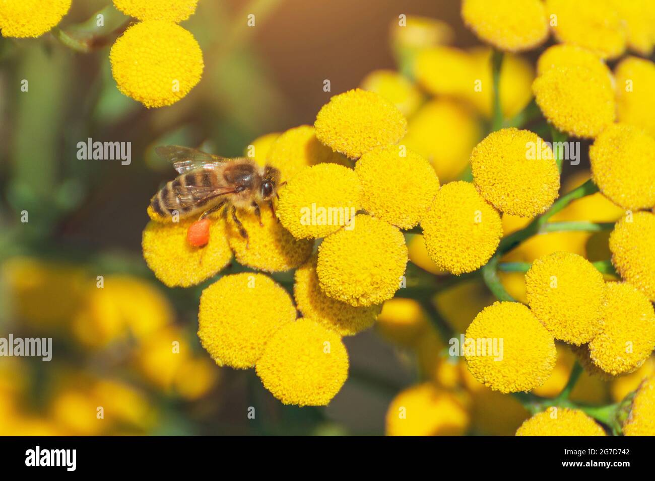 Pollinate wildflowers hi-res stock photography and images - Alamy