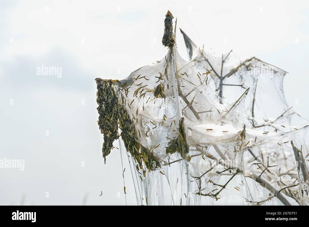 Caterpillars crawling down hi-res stock photography and images - Alamy