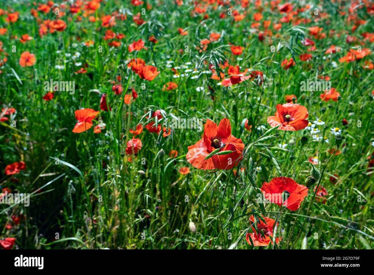 Red flowers of corn poppy (Papaver rhoeas) on an agriculture field, flowering plants as insect pasture, copy space, selected focus, narrow depth of fi Stock Photo