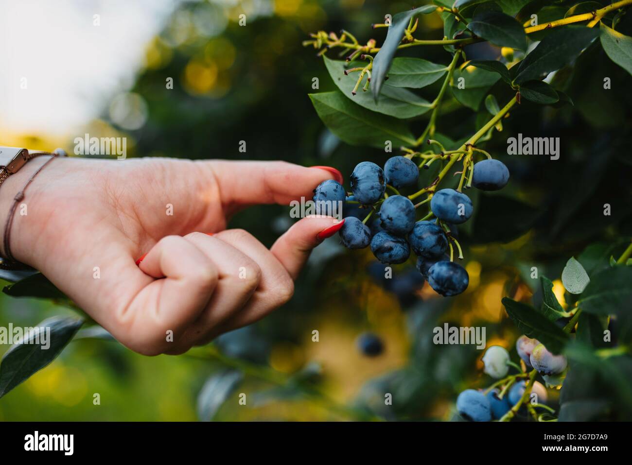 Blueberry Harvest On A Blueberry Plantation In Serbia Stock Photo Alamy Blueberry Harvest On A Blueberry Plantation In Serbia Stock Photo Alamy