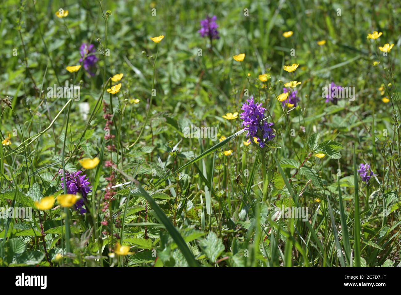 Group of marsh orchids (Dactylorhiza curvifolia), rare wildflower with purple inflorescence growing between yellow buttercups (ranunculus) on a wetlan Stock Photo