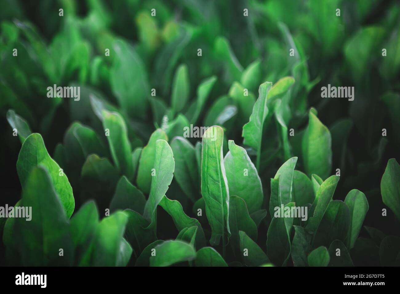 Closeup of rows of organic healthy green sorrel, spinach plants Stock Photo