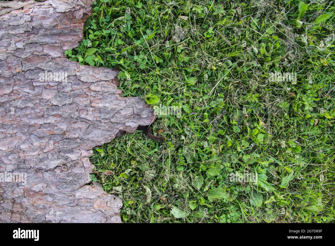 Tree Greenery Tileable Texture Green grass seamless tileable texture hi-res stock photography and ...