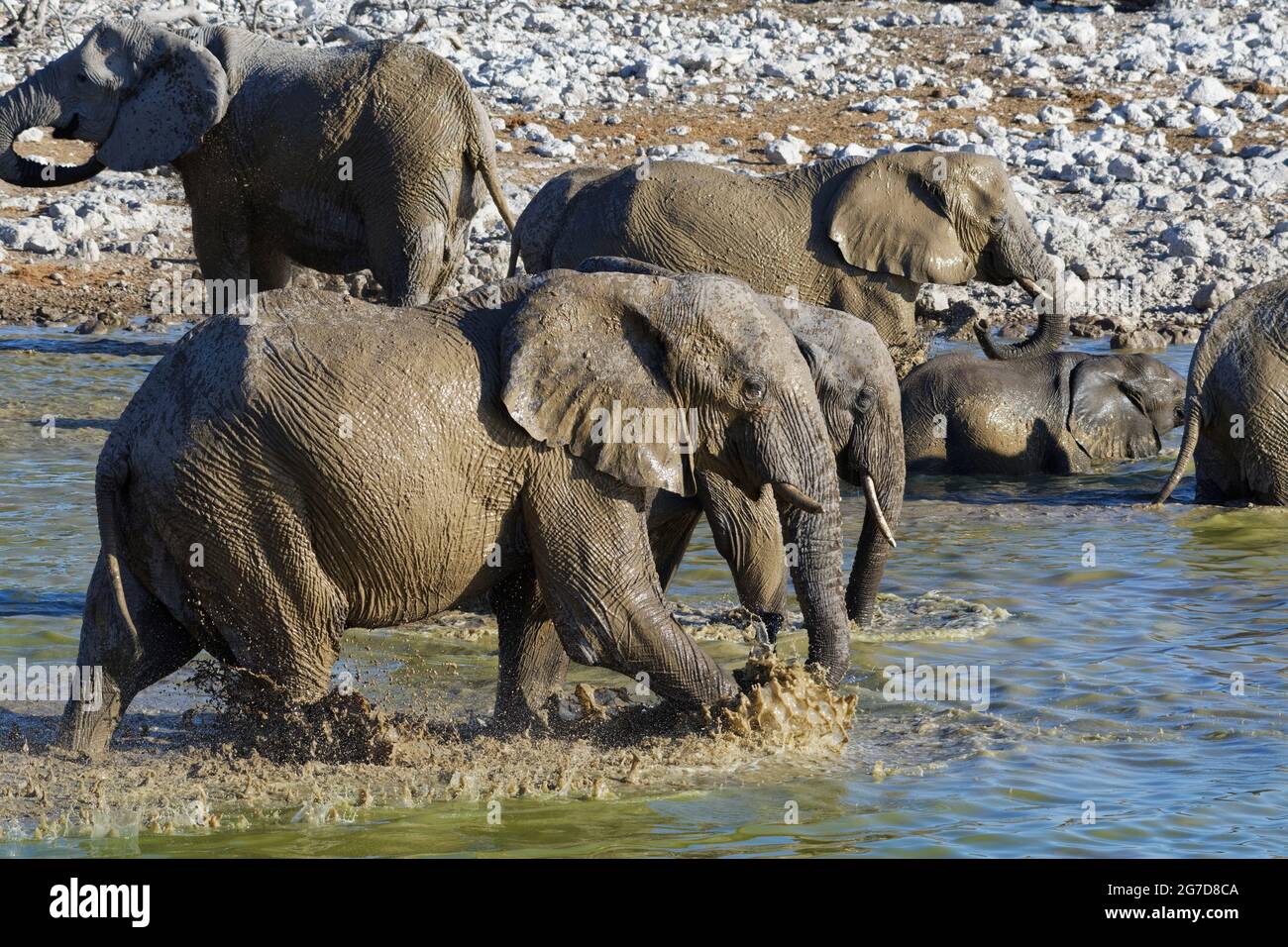 African bush elephants (Loxodonta africana), drinking herd having a mud bath, walking elephant bull splashing, Okaukuejo waterhole, Etosha NP, Namibia Stock Photo