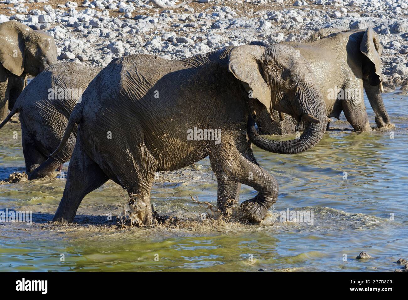 African bush elephants (Loxodonta africana), drinking herd having a mud bath, splashing elephant bull leaving from the water, Etosha NP, Namibia Stock Photo