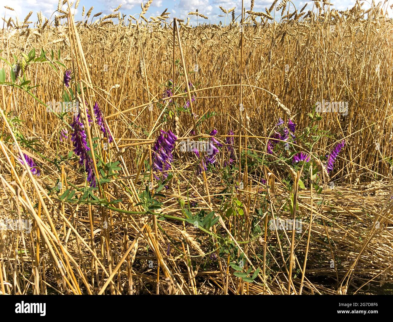 Photo Purple flowers of sweet peas on a background of golden ears of wheat. Flowers on the background of ears of wheat Stock Vector