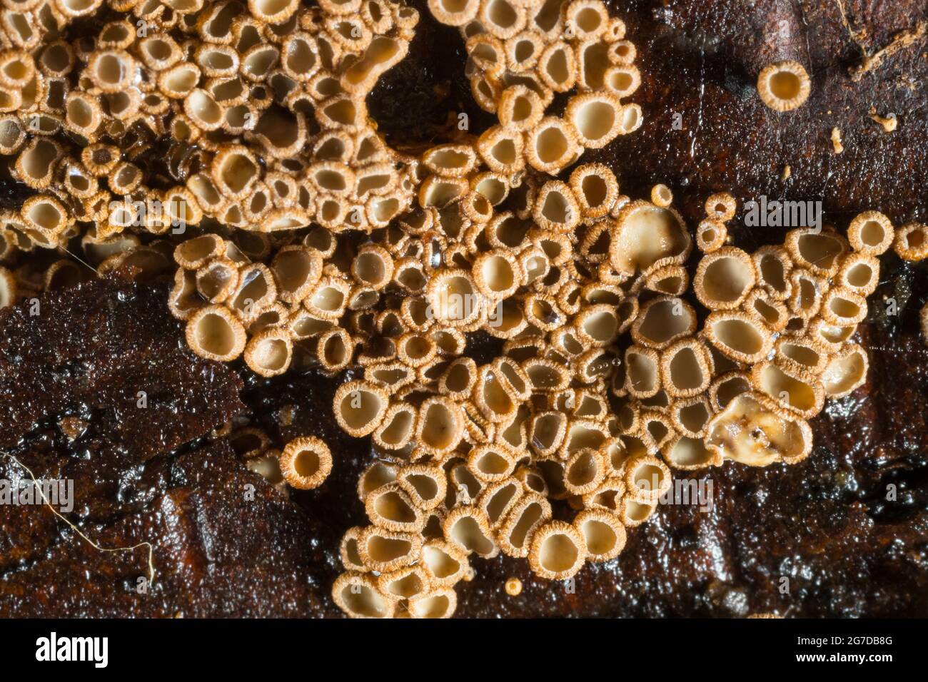 Minute basidiomycete fungi (Merismodes anomala) Stock Photo