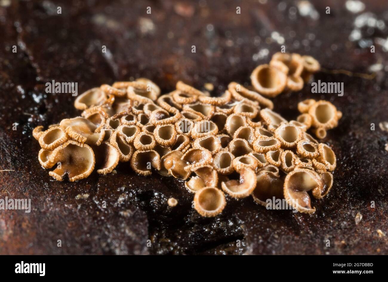 Minute basidiomycete fungi (Merismodes anomala) Stock Photo