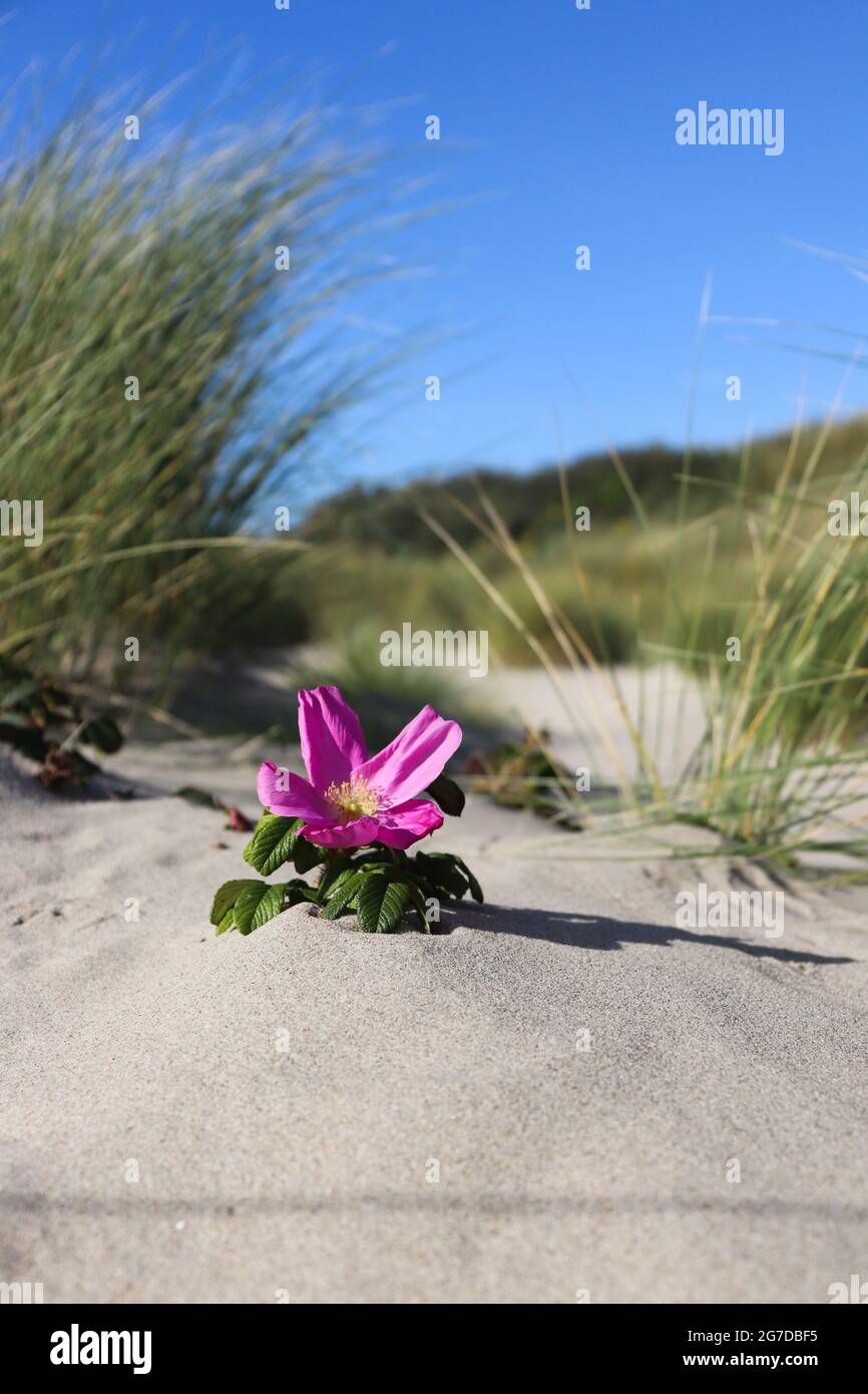 Flower in dune area. Rose hip growing on sand.  Stock Photo