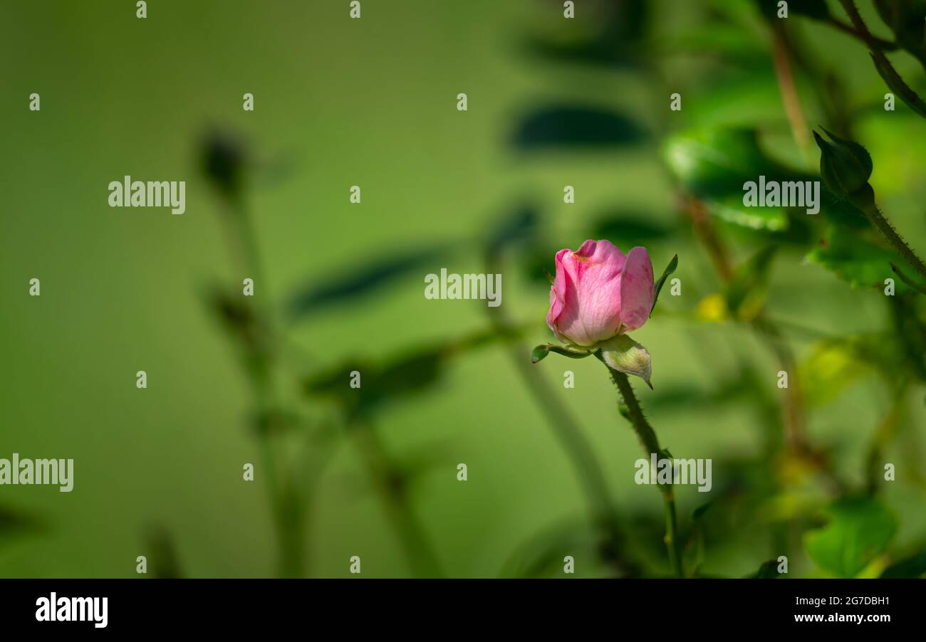 Closeup shot of a rose with blurred green background with shadows Stock ...