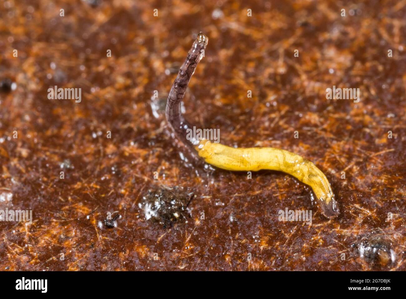 Fungus gnat larvae on rotten wood (Mycetophilidae sp Stock Photo - Alamy