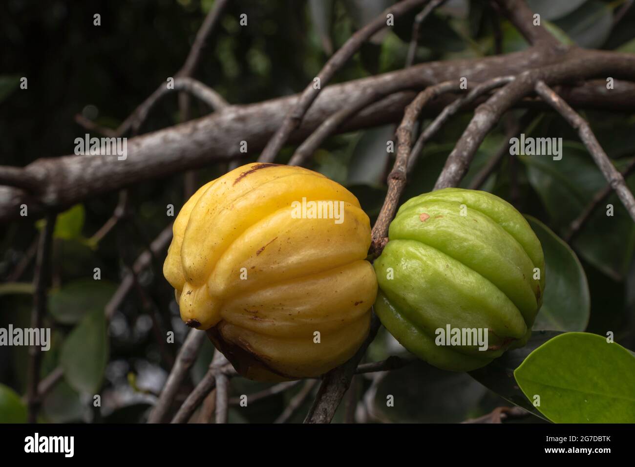 Garcinia gummi-gutta is a tropical species of Garcinia native to Indonesia. Common names include Garcinia cambogia (a former scientific name), as well Stock Photo