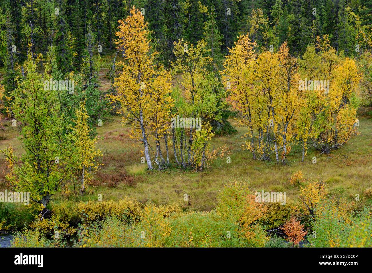 Birch trees with intense yellow fall colours on Ripfjället, Vemdalen, Sweden Stock Photo