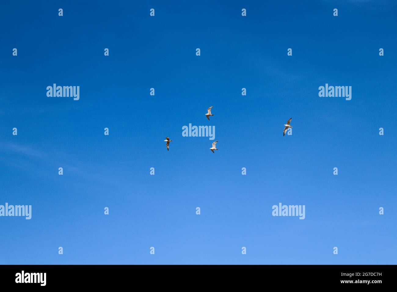 Blue sky background. Blue sky with flying birds. Stock Photo