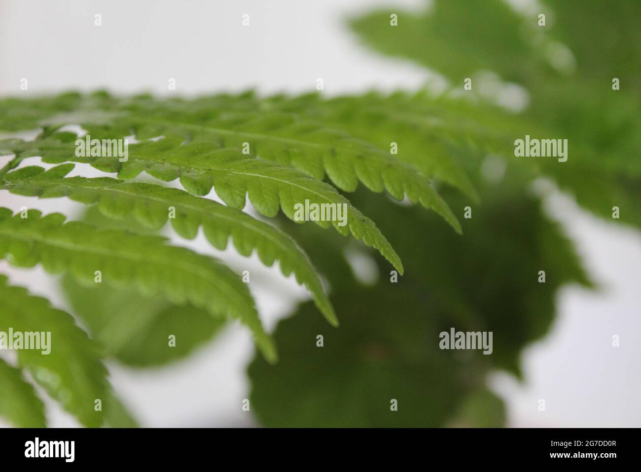 Wall fern gardening hi-res stock photography and images - Alamy