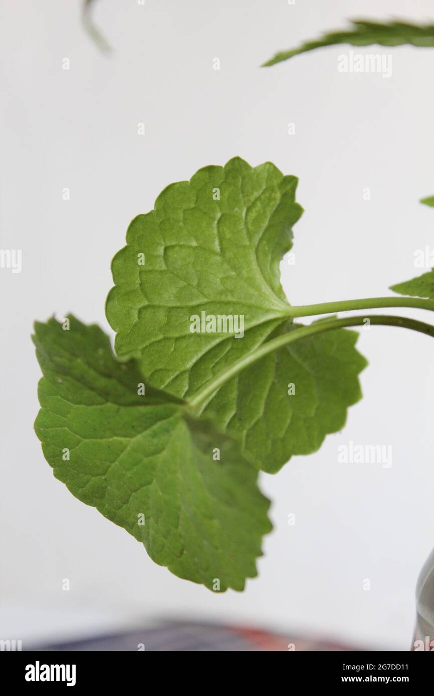 Centella asiatica plant Stock Photo