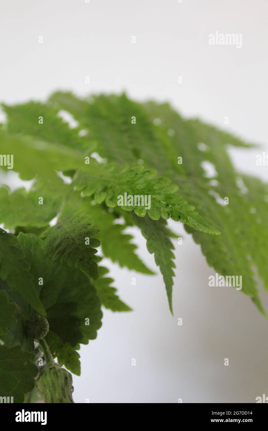 Wall fern gardening hi-res stock photography and images - Alamy