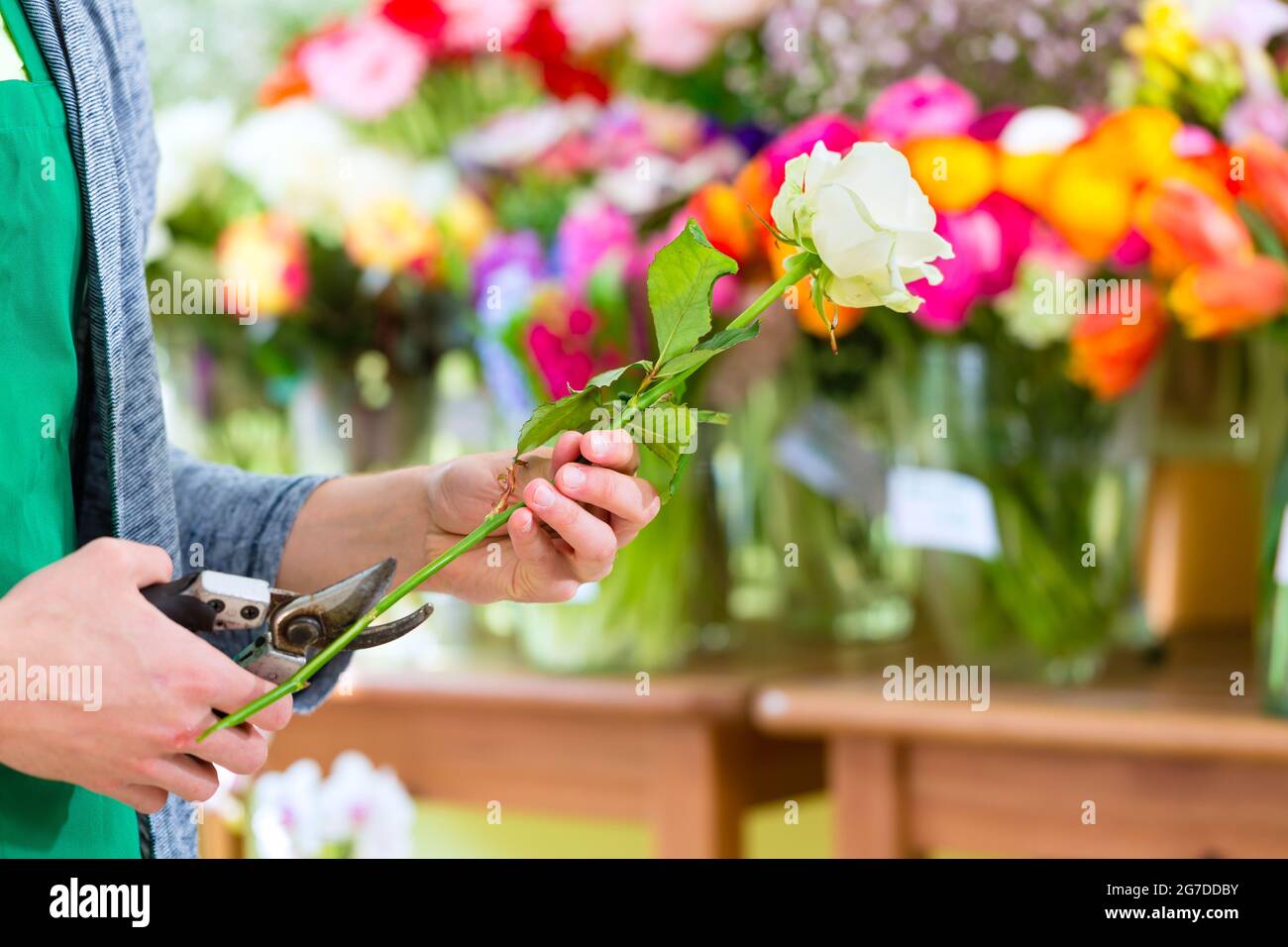 Young handsome florist cutting rose with tongs in shop Stock Photo