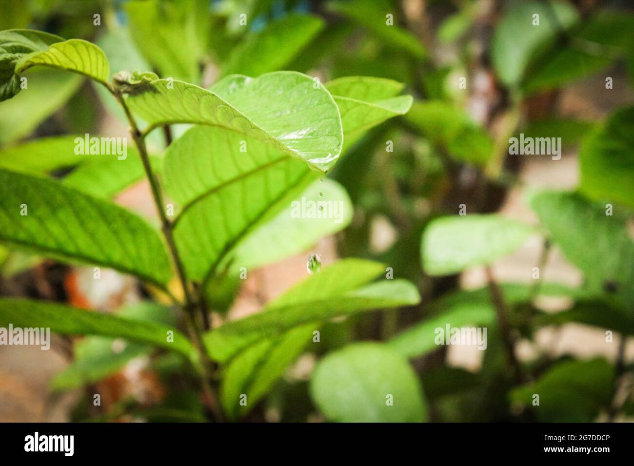Guava tree plant with water drop Stock Photo Alamy