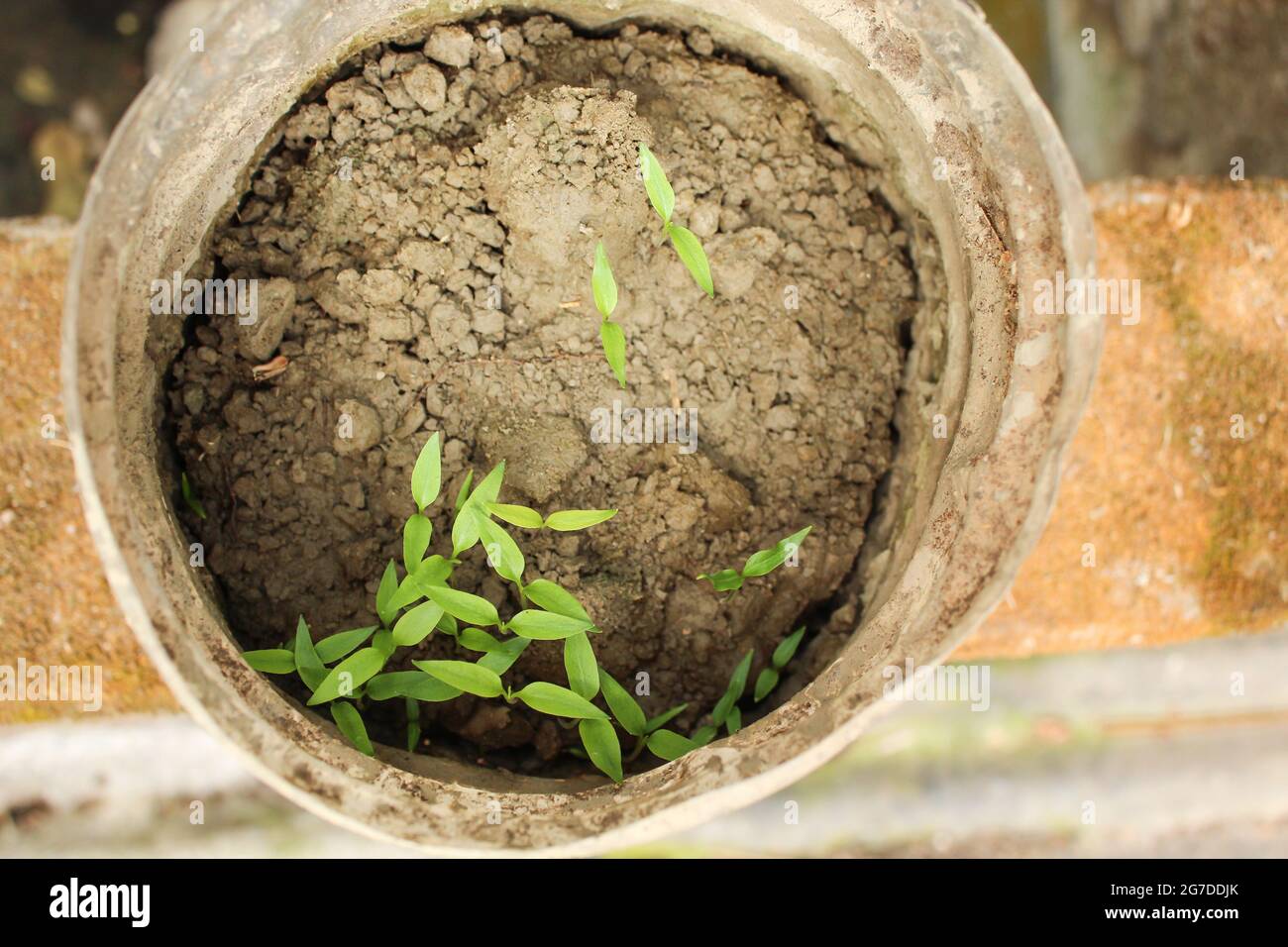 Chilli pepper seed plants into the pod,agriculture concept Stock Photo
