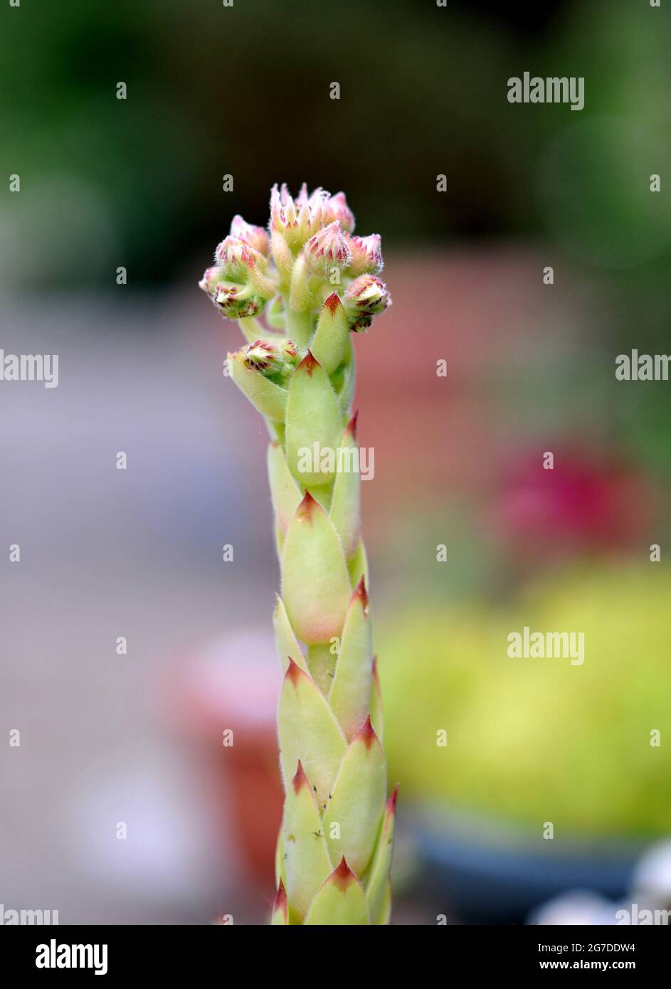 blooming sempervivum succulent plant image Stock Photo