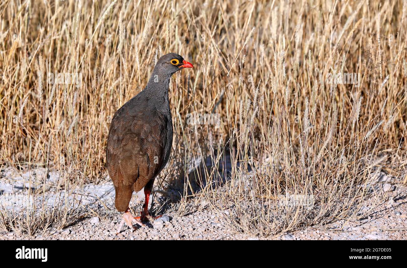Red-billed spurfowl, Etosha, Namibia Stock Photo