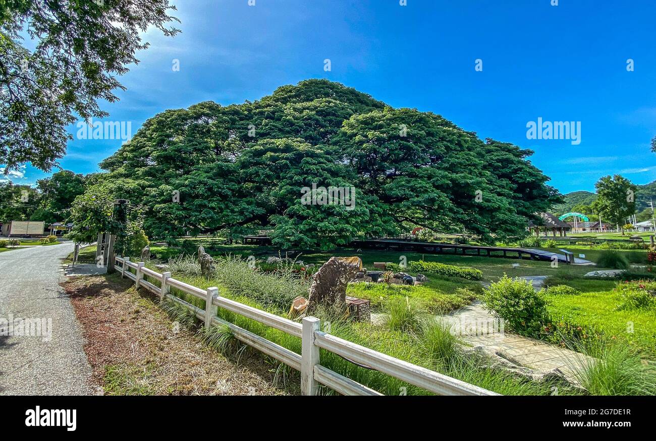 Giant Raintree chamchuri over 100 years old in Kanchanaburi, Thailand ...